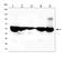 Aldehyde dehydrogenase, mitochondrial antibody, M00546-1, Boster Biological Technology, Western Blot image 