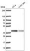 ST8 Alpha-N-Acetyl-Neuraminide Alpha-2,8-Sialyltransferase 4 antibody, HPA053995, Atlas Antibodies, Western Blot image 