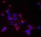 Ubiquitin Specific Peptidase 48 antibody, H00084196-M01, Novus Biologicals, Immunocytochemistry image 