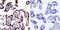 mSec7-1 antibody, NBP2-22513, Novus Biologicals, Immunohistochemistry frozen image 