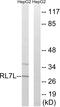 60S ribosomal protein L7-like 1 antibody, A15655, Boster Biological Technology, Western Blot image 