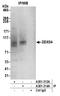 DEAD-Box Helicase 54 antibody, A301-314A, Bethyl Labs, Immunoprecipitation image 
