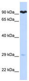 Suv3 Like RNA Helicase antibody, TA341560, Origene, Western Blot image 