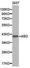 ABO, Alpha 1-3-N-Acetylgalactosaminyltransferase And Alpha 1-3-Galactosyltransferase antibody, PA5-37352, Invitrogen Antibodies, Western Blot image 
