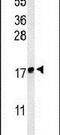 LY6/PLAUR Domain Containing 1 antibody, PA5-26749, Invitrogen Antibodies, Western Blot image 