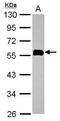 Ras association domain-containing protein 5 antibody, GTX116921, GeneTex, Western Blot image 
