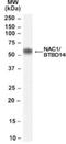 Nucleus Accumbens Associated 1 antibody, NB100-58964, Novus Biologicals, Western Blot image 