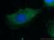 C-C Motif Chemokine Ligand 27 antibody, 22301-1-AP, Proteintech Group, Immunofluorescence image 