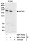 hINO80 antibody, NBP1-78758, Novus Biologicals, Immunoprecipitation image 