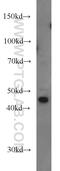 Peptidase M20 Domain Containing 2 antibody, 17705-1-AP, Proteintech Group, Western Blot image 
