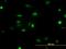 NIMA Related Kinase 2 antibody, H00004751-M11, Novus Biologicals, Immunofluorescence image 