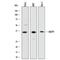 PTB domain-containing engulfment adapter protein 1 antibody, AF7978, R&D Systems, Western Blot image 