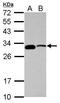 Centromere protein P antibody, GTX118443, GeneTex, Western Blot image 