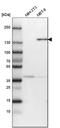 Cingulin antibody, HPA027657, Atlas Antibodies, Western Blot image 