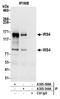 Insulin receptor substrate 4 antibody, A305-369A, Bethyl Labs, Immunoprecipitation image 