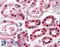 Sirtuin 3 antibody, 42-388, ProSci, Western Blot image 