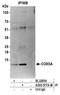 Cytochrome C Oxidase Subunit 5A antibody, A305-577A-M, Bethyl Labs, Immunoprecipitation image 