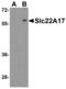 Solute Carrier Family 22 Member 17 antibody, PA5-20543, Invitrogen Antibodies, Western Blot image 