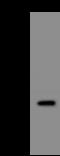 CD269 antibody, 200145-T32, Sino Biological, Western Blot image 