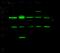 C-Src kinase antibody, 50893-T48, Sino Biological, Western Blot image 