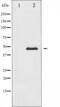 PTPN1 antibody, abx011886, Abbexa, Western Blot image 
