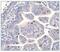 Lin-28 Homolog A antibody, NBP1-49537, Novus Biologicals, Immunohistochemistry frozen image 