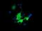Bestrophin 3 antibody, GTX84829, GeneTex, Immunofluorescence image 