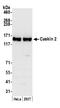 CASK Interacting Protein 2 antibody, A303-017A, Bethyl Labs, Western Blot image 
