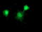 HDJ1 antibody, TA502195, Origene, Immunofluorescence image 