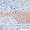 Kinesin Family Member 5B antibody, 15-962, ProSci, Immunohistochemistry frozen image 