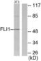 Fli-1 Proto-Oncogene, ETS Transcription Factor antibody, LS-C118452, Lifespan Biosciences, Western Blot image 