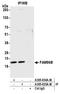 Cytosolic Iron-Sulfur Assembly Component 2B antibody, A305-835A-M, Bethyl Labs, Immunoprecipitation image 