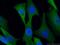 S-methyl-5 -thioadenosine phosphorylase antibody, 11475-1-AP, Proteintech Group, Immunofluorescence image 