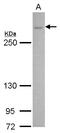 Voltage-dependent N-type calcium channel subunit alpha-1B antibody, LS-C185486, Lifespan Biosciences, Western Blot image 