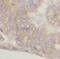 Lactoperoxidase antibody, FNab04834, FineTest, Immunohistochemistry frozen image 