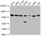 Adenosine Deaminase RNA Specific antibody, CSB-PA001324LA01HU, Cusabio, Western Blot image 