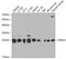PRX-3 antibody, 18-929, ProSci, Western Blot image 