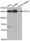 DNA polymerase delta catalytic subunit antibody, A5323, ABclonal Technology, Western Blot image 