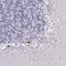 Plexin-A4 antibody, NBP2-38663, Novus Biologicals, Immunohistochemistry frozen image 