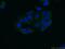 NME/NM23 Nucleoside Diphosphate Kinase 3 antibody, 15136-1-AP, Proteintech Group, Immunofluorescence image 