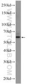 Zinc Finger Protein 846 antibody, 24514-1-AP, Proteintech Group, Western Blot image 