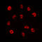 ETS2 Repressor Factor antibody, LS-C352166, Lifespan Biosciences, Immunofluorescence image 