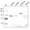 Tyrosine Kinase With Immunoglobulin Like And EGF Like Domains 1 antibody, AP31726PU-L, Origene, Western Blot image 