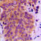 Mitogen-Activated Protein Kinase Kinase 4 antibody, LS-C352843, Lifespan Biosciences, Immunohistochemistry paraffin image 