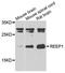 Receptor Accessory Protein 1 antibody, orb373796, Biorbyt, Western Blot image 