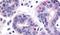 Hormonally Up-Regulated Neu-Associated Kinase antibody, PA5-33856, Invitrogen Antibodies, Immunohistochemistry frozen image 
