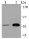 CDC42 Effector Protein 1 antibody, NBP2-67829, Novus Biologicals, Western Blot image 