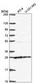 Nudix Hydrolase 21 antibody, HPA074228, Atlas Antibodies, Western Blot image 