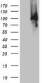 PWWP Domain Containing 3A, DNA Repair Factor antibody, CF804513, Origene, Western Blot image 