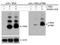 c-Myb antibody, NBP2-21659, Novus Biologicals, Western Blot image 